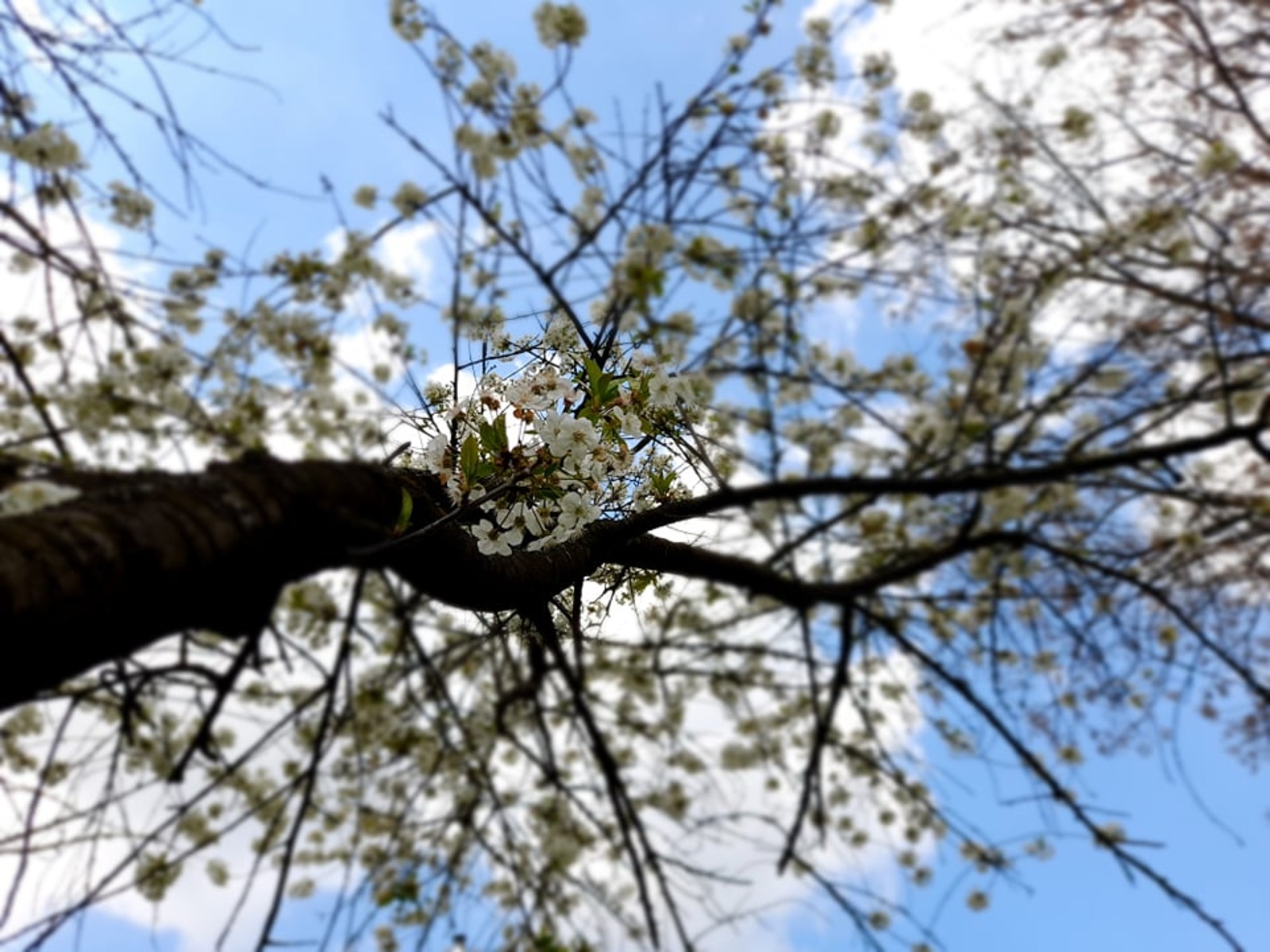 FOTO: První květen je ve znamení lásky a prvomájového polibku - Pardubický  deník