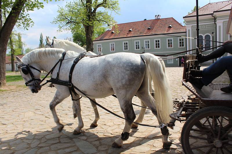 Národní hřebčín Kladruby nad Labem