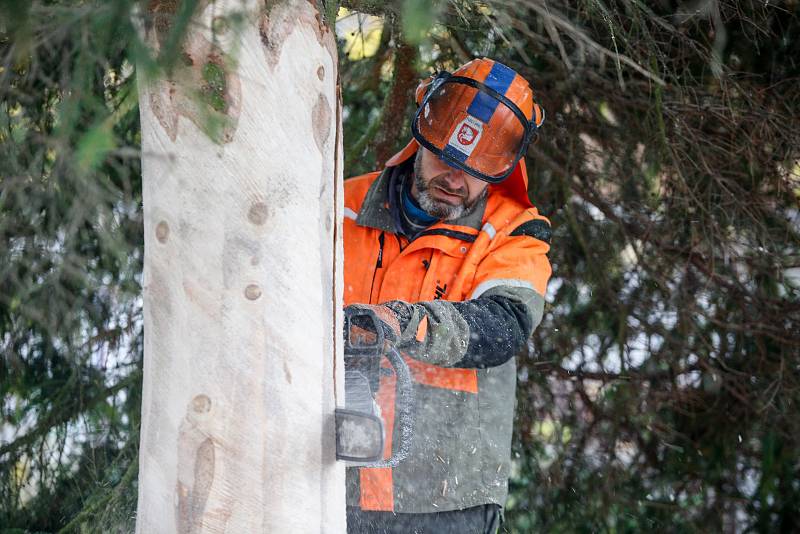 Do Pardubic doputoval letošní vánoční stromeček. Tentokrát dorazil z Dašic