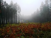 Věra Vaňková - Podzimní mlhy