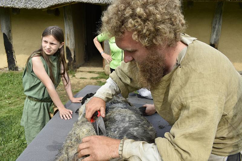 V Keltském skanzenu v Nasavrkách se v sobotu stříhaly ovce pérovým nůžkami.