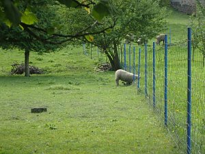 A nedá si říct a nedá. Ovci zaseknutou v plotě prý její majitel z podobné situace dostával její majitel několikrát. 