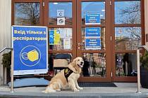 Canisterapeutický pes Artemis, který nyní pomáhá Ukrajincům v KACPU v Pardubicích.
