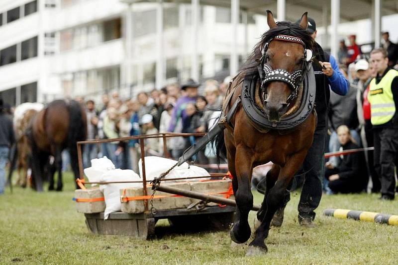 Koně ovládli od pátku do neděle Pardubice 