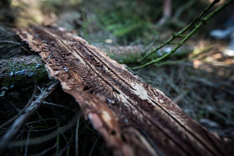 Takto vypadá kůra silně napadeného stromu, který lesníci využívají jako takzvaný lapák.