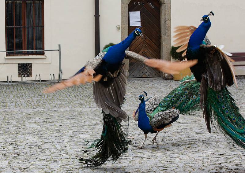 Pávi na pardubickém zámku.