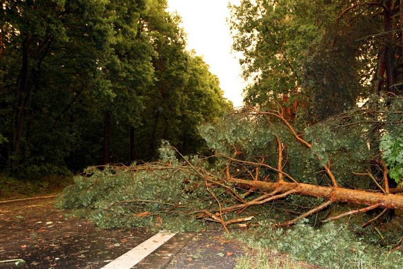 Strom přes silnici mezi Bohdančí a Mělicemi