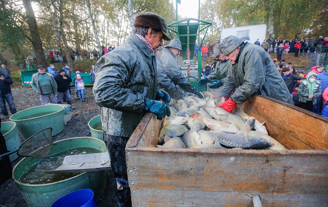 Tradiční výlov bohdanečského rybníka Matka navštívilo více jak 1000 lidí, za jeden den rybáři vylovili zhruba 15 tun ryb.