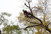 Arboristé ošetřují vzrostlé a od roku 1994 památné stromy Jerlíny japonské na Wernerově nábřeží v Pardubicích.