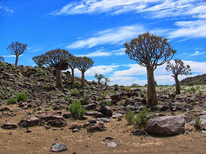 Aloe rozsochatá, Namibie.