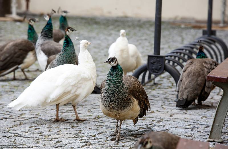 Pávi na pardubickém zámku.