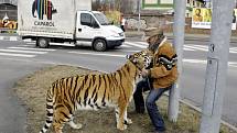 Tygřice Tajga na procházce