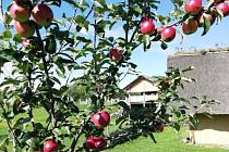 Sezona jablek je tady. Jablkobraní budou mít v sobotu v Zemi Keltů v Nasavrkách. Budou připravené ochutnávky keltských dobrot, například jablkových koláčů, budou se péct placky, lisovat mošt a sušit křížaly.