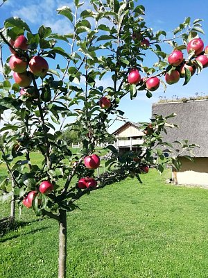 Sezona jablek je tady. Jablkobraní budou mít v sobotu v Zemi Keltů v Nasavrkách. Budou připravené ochutnávky keltských dobrot, například jablkových koláčů, budou se péct placky, lisovat mošt a sušit křížaly.