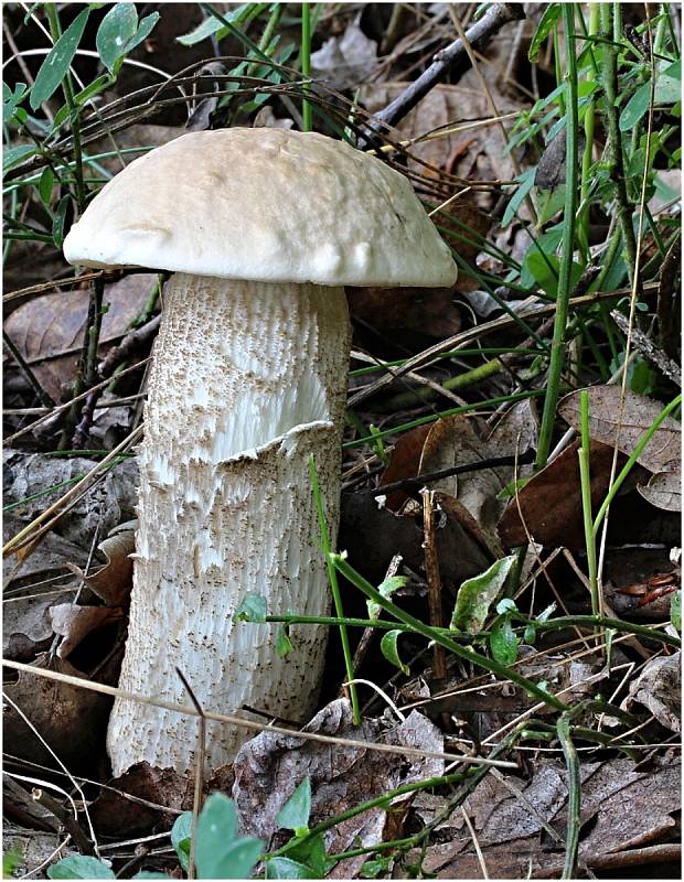 Češi jsou velcí houbaři.