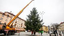 Převoz vánočního stromu, tentokát jedle douglasky, na Dukelské náměstí ze Starých Ždánic. Měří 13 metrů a váží zhruba 850 kilogramů.