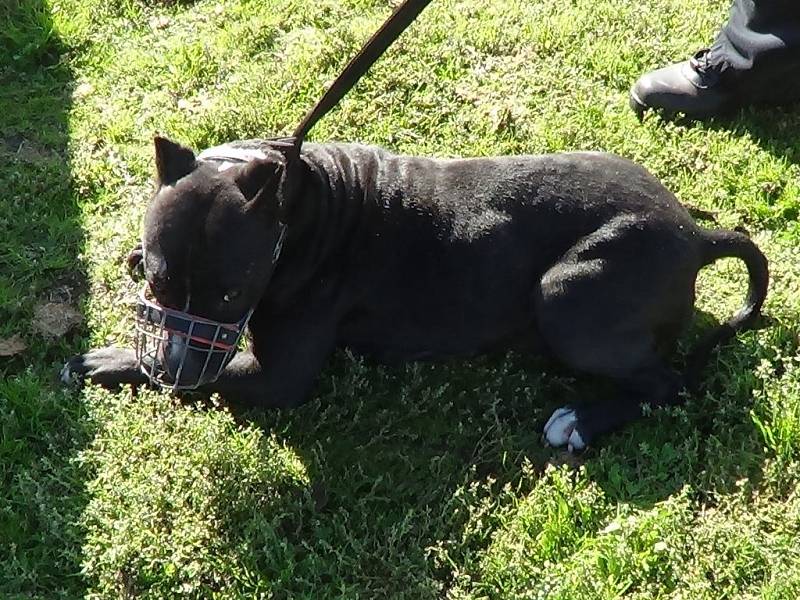 Fantom zahárdek a kurníků v útulku zkrotnul. Tříletá fena pitbulteriéra teď čeká na nového majitele.