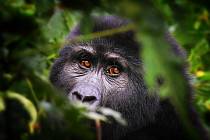 Horské gorily jsou člověku geneticky nejpříbuznější.