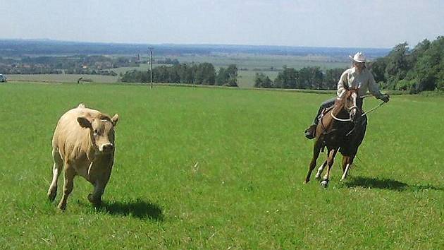 Uprchlé jalovice naháněli jezdci na koních