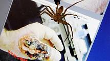 Následky kousnutí pavouka rodu Loxosceles způsobuje nekrózu tkáně.