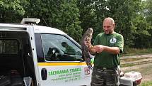 Navracení vyléčených dravců a sov ze záchranné stanice Pasíčka