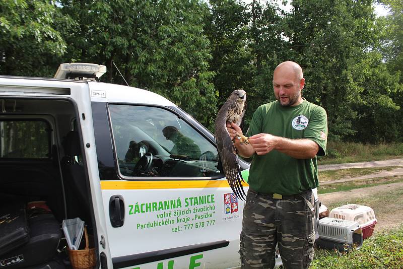 Navracení vyléčených dravců a sov ze záchranné stanice Pasíčka