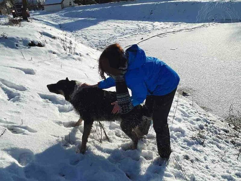 V Srnojedech dnes hasiči zachraňovali psa, pod kterým se probořil led. Na místo byla vyslána profesionální jednotka hasičů z Pardubic.
