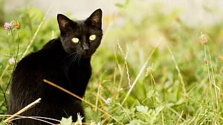 Zdarma pěkně černá kočička