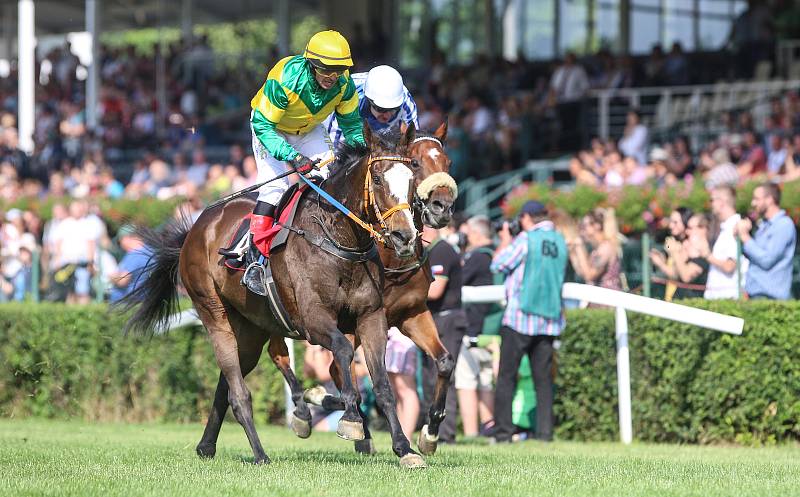 Druhou kvalifikaci na 129. Velkou pardubickou steeplechase vyhrál v dramatickém finiši Ange Guardian v sedle s žokejem Marcelem Novákem ( ve žlutozeleném)