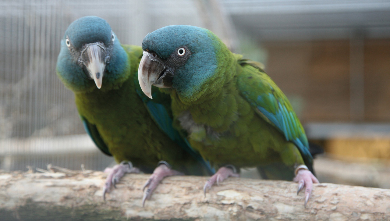 Chovateli ulétl vzácný papoušek. Pomozte jej nalézt - Pardubický deník