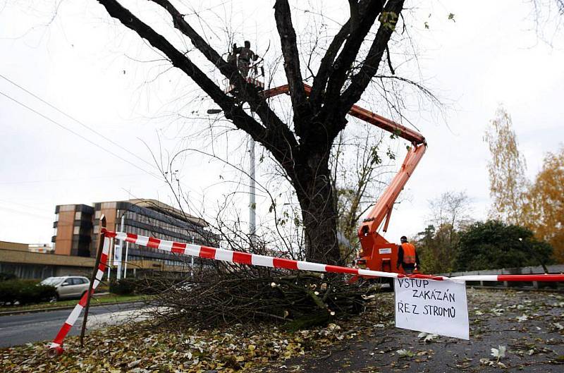 Ořezávání stromů na Sukově třídě