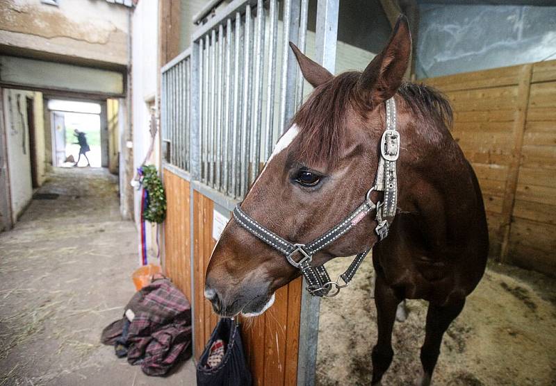 Deník navštívil vítěze Velké pardubické Talenta ve stáji DS Kabelkovi ve Vápenném Podole.