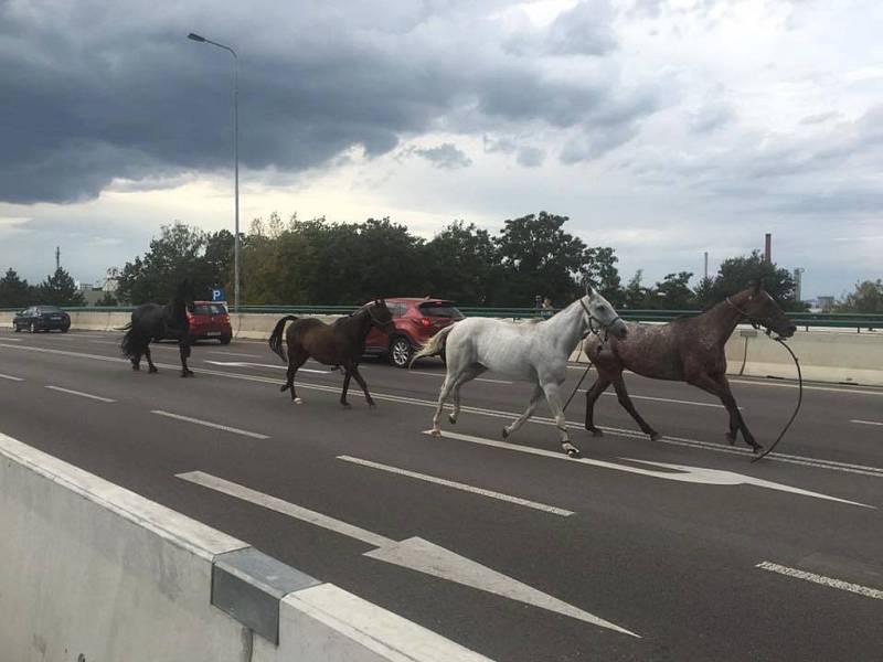 Takto na nadjezdu u Parama situaci krátce po útěku koní ze závodiště zachytil Jára Charbuský. 