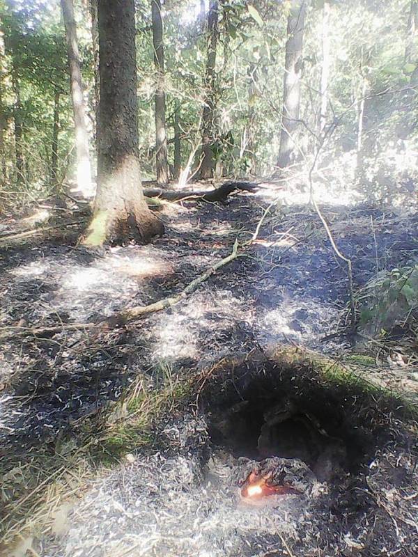 Požár lesa mezi Lázněmi Bohdaneč a Stéblovou se podařilo hasičům zastavit včas.