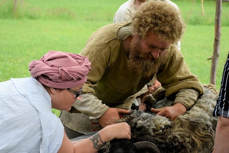 V Keltském skanzenu v Nasavrkách se v sobotu stříhaly ovce pérovým nůžkami.