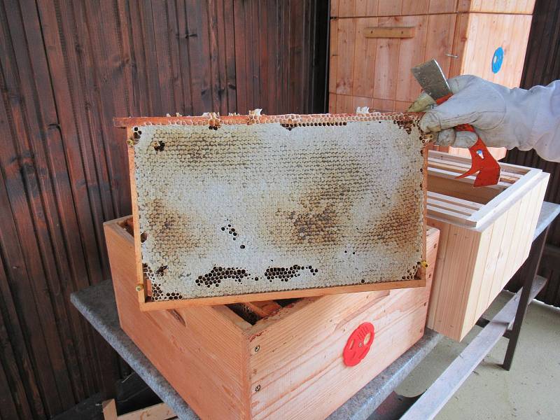 Včely jsou již od roku 2018 součástí věznice a péče o ně zabezpečují odsouzení zařazení do Apiterapie pod vedením vychovatele terapeuta. Včelky se za naši péči odvděčují každý rok a to medem a dalšími produkty.