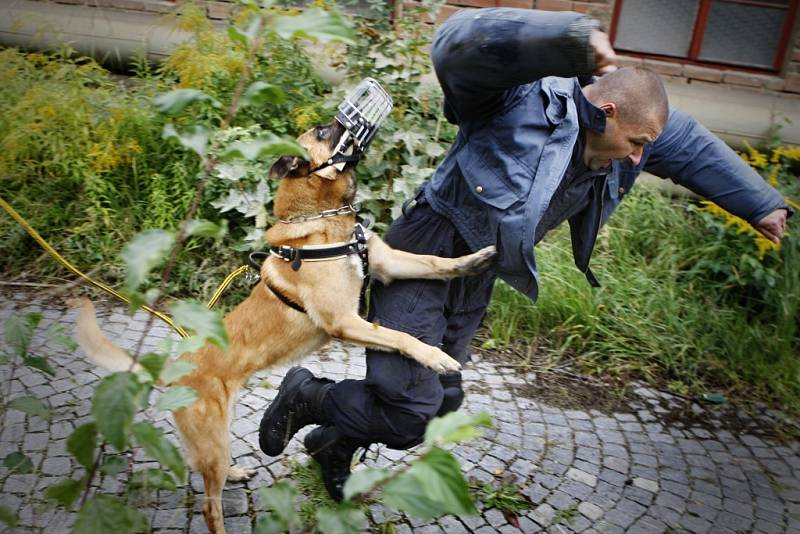 Mezinárodní cvičení pořádkových jednotek v Pardubicích. Svoji porci zábavy si užili také figuranti i policejní psi.