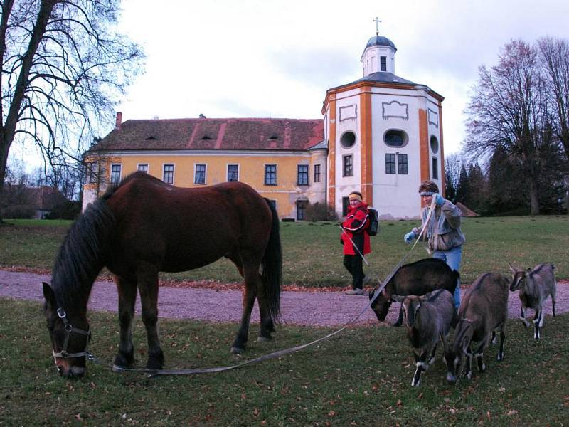 Kůň a kozy, účastníci živého betlému v Cholticích, jdou domů