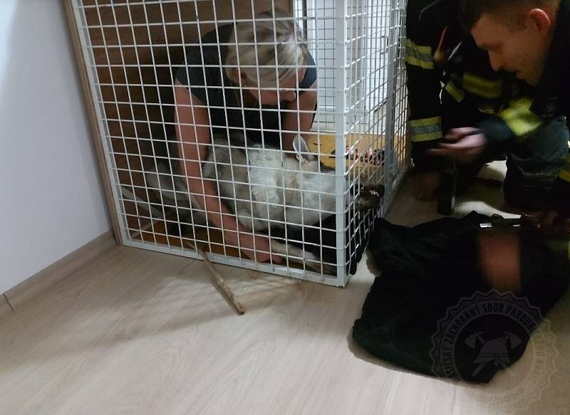 Záchrana v okách klece uvězněného psa