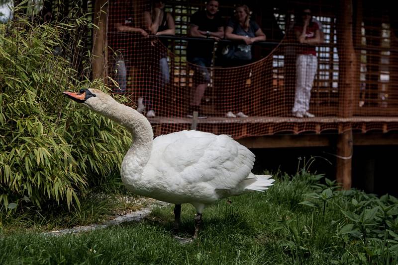 Půl hodiny se se záchranáři naháněl po hladině rybníka, ale když už je vlasec pryč, udělá to, co po něm všichni chtěli od začátku. Vyleze na břeh...