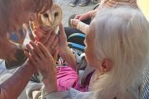 Falconyterapie - léčba dravci - se seniorům v Třebosicích moc líbila.