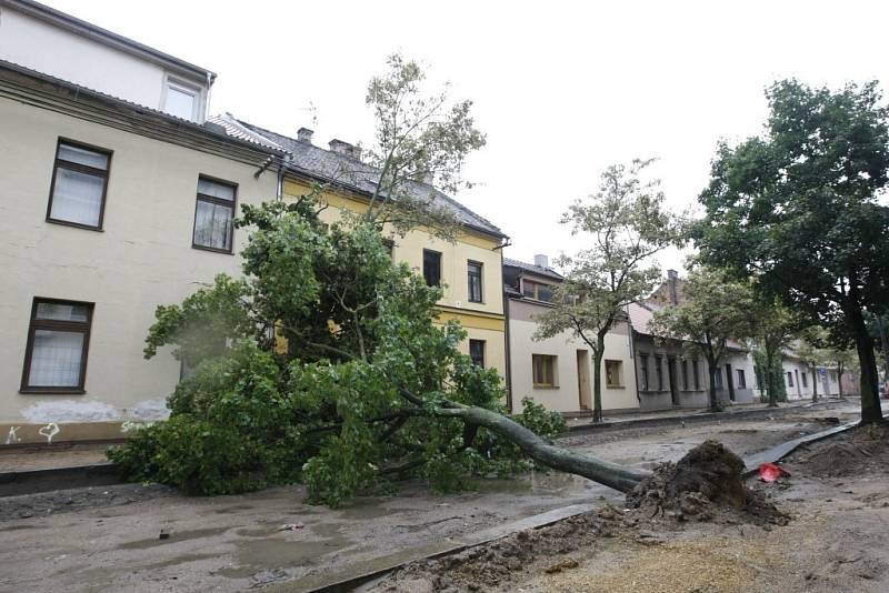 Vzrostlý strom šel k zemi sám od sebe. Nikoho nezranil, ale lidé v ulici mají strach. Pád hrozí dalším stromům.