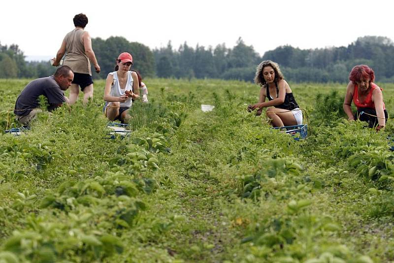 Samosběr jahod v Přelovicích je zahájen