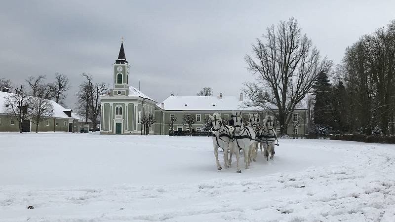 Šest starokladrubských běloušů táhlo historické sáně z přelomu 19. a 20. století.