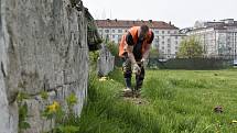 Letní stadion v Pardubicích ještě před zahájením rekonstrukce obsadili archeologové. Nalezené předměty vyprávějí příběhy spojené s koncem druhé světové války v Pardubicích.