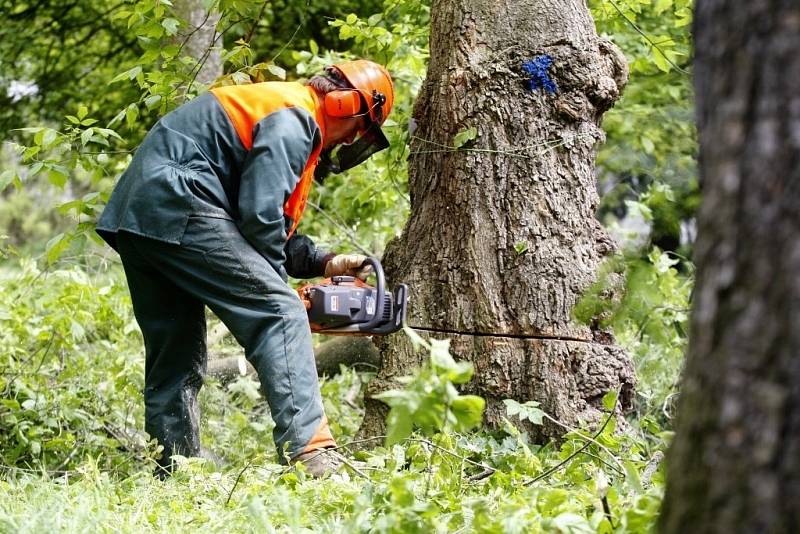 V Tyršových sadech se kácelo. Nebezpečné stromy pokáceli strážníci jako součást výcviku s motorovou pilou.