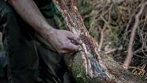 Pokácený strom je takzvaný lapák. Tím jak usychá je pro kůrovce snadnějším cílem a toho lesníci využívají.