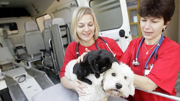 V Pardubickém kraji funguje už také veterinární záchranná služba. Domácí mazlíčky ošetří vlastní sanitka, která vpodstatě plní funkci pojízdné veterinární ošetřovny.