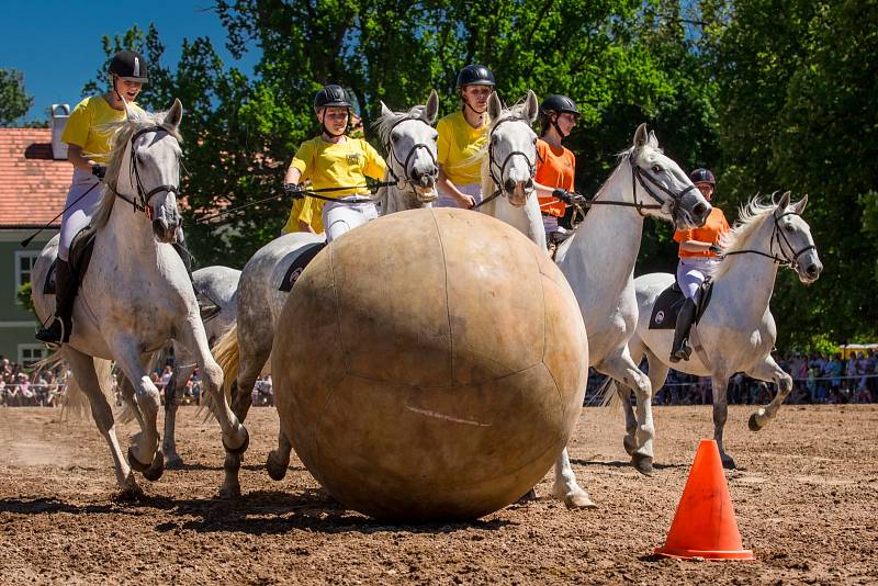 Den starokladrubského koně v Národním hřebčíně Kladruby