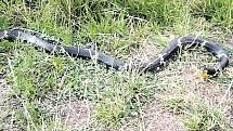 Had na snímku, pořízeném na břehu Labe u sídliště Polabiny, je relativně neškodná užovka amurská. Svým zjevem však budila nebezpečný dojem. 